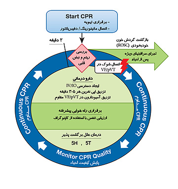 چرخه احیا